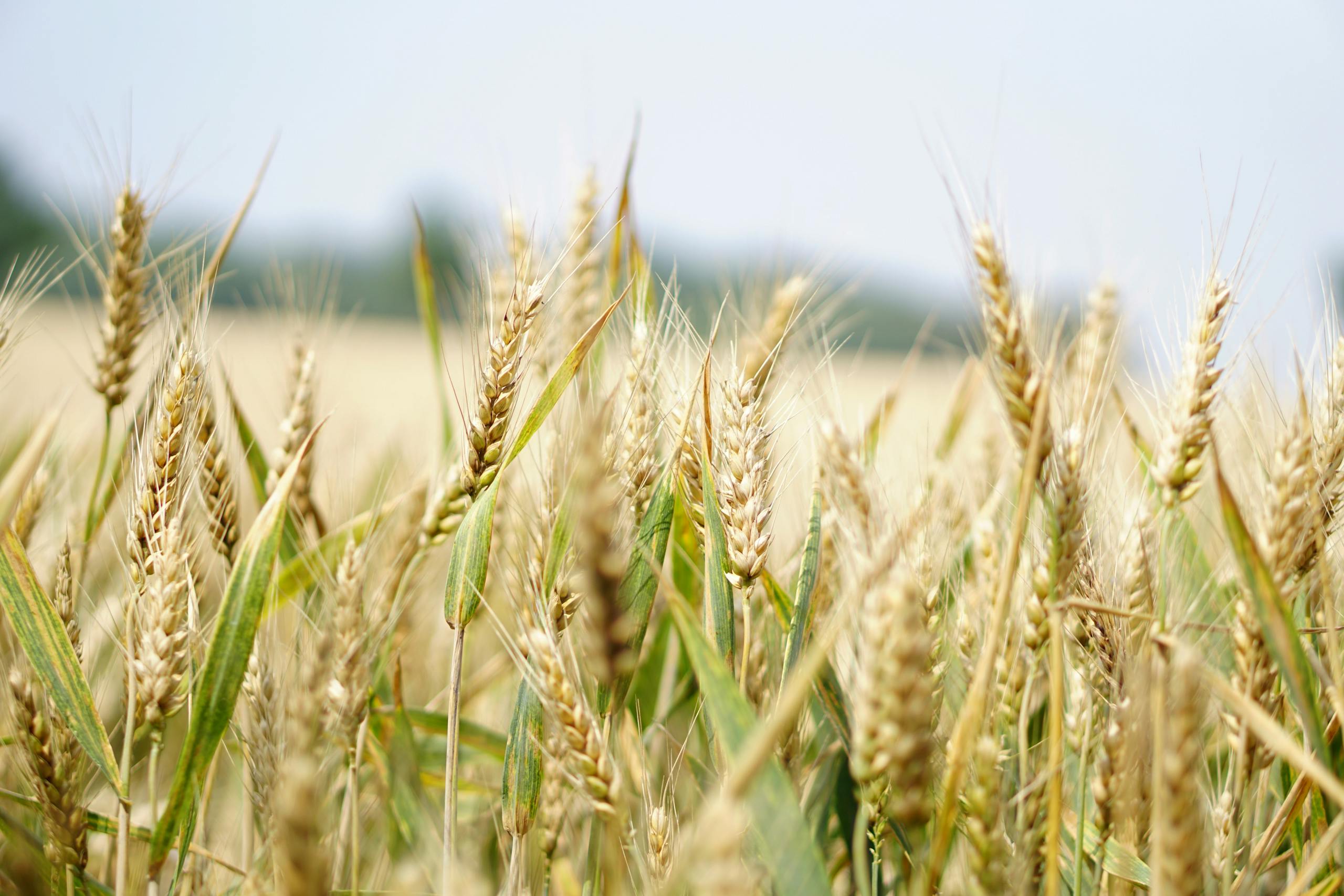 Sunlit wheat field in shallow focus